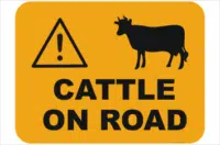 Cattle on road