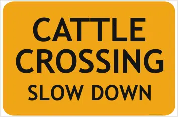 Cattle Crossing
