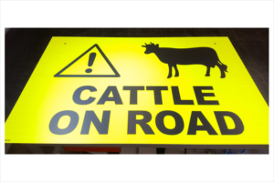Cattle Road Sign - Super Bright reflective Cattle On Road Sign